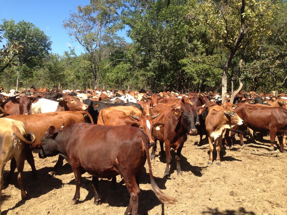 Big Concession Farm for Sale in Zambia